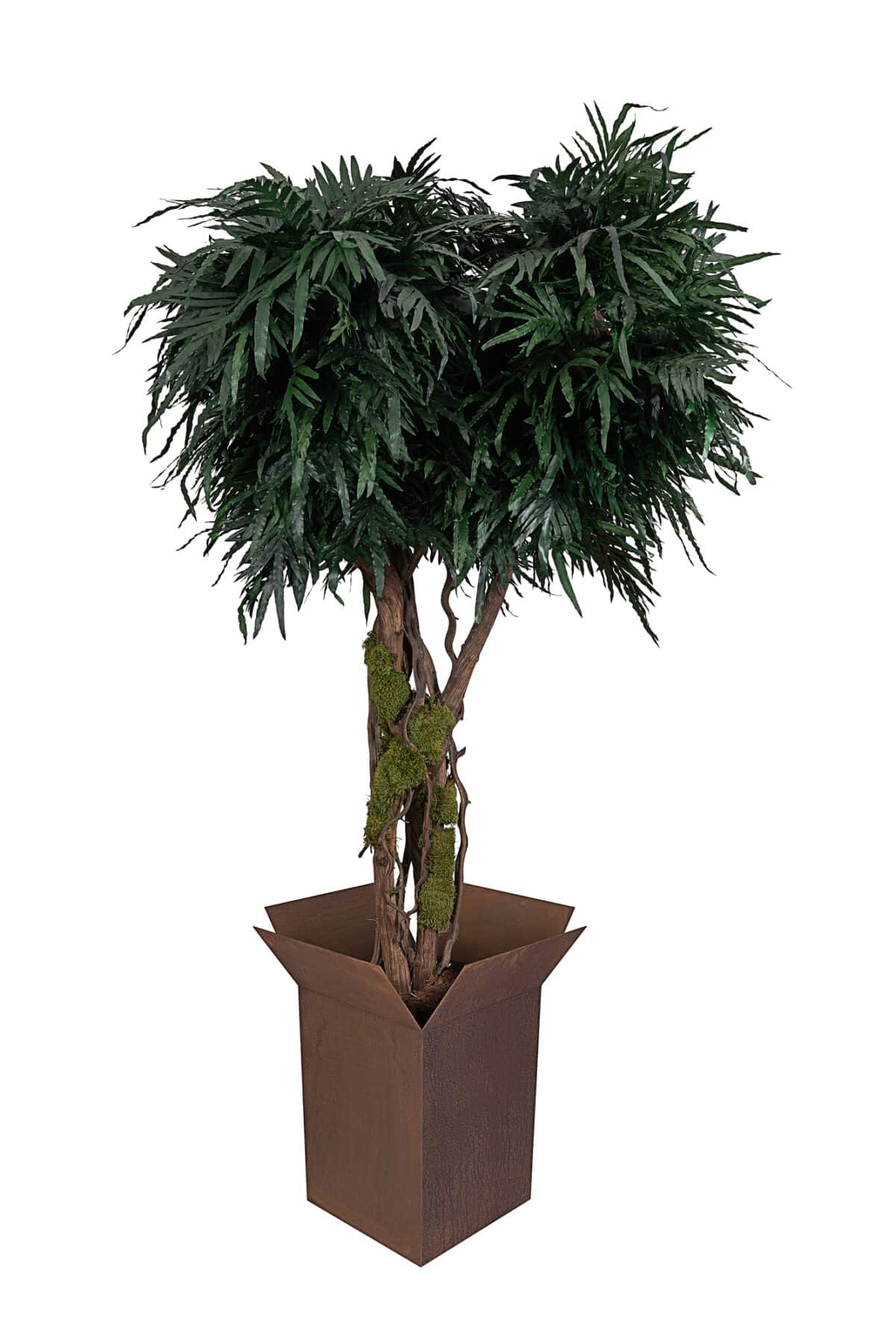 Preserved Tropical Feather fern Tree