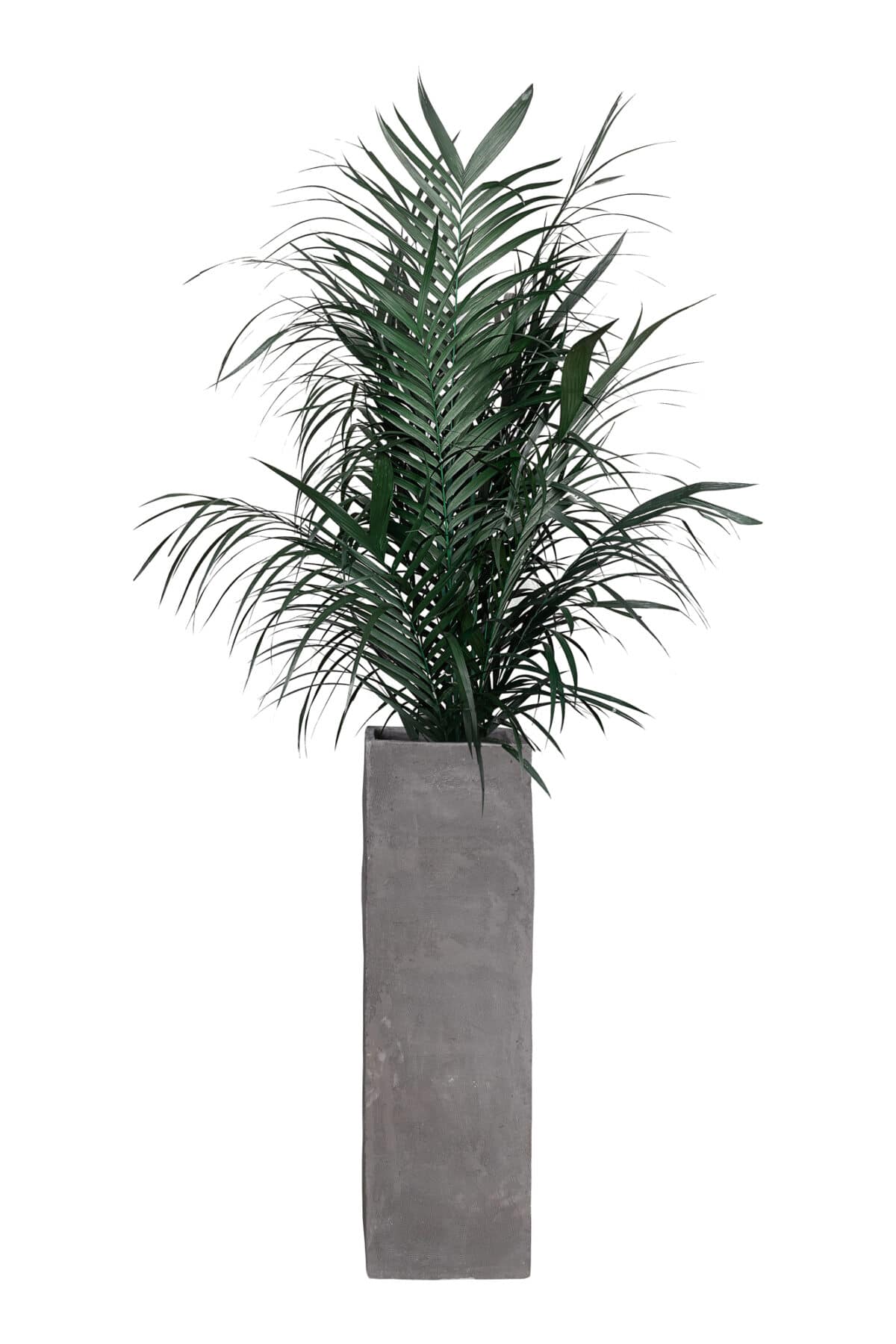 Pianta Kentia/Kenzia stabilizzata