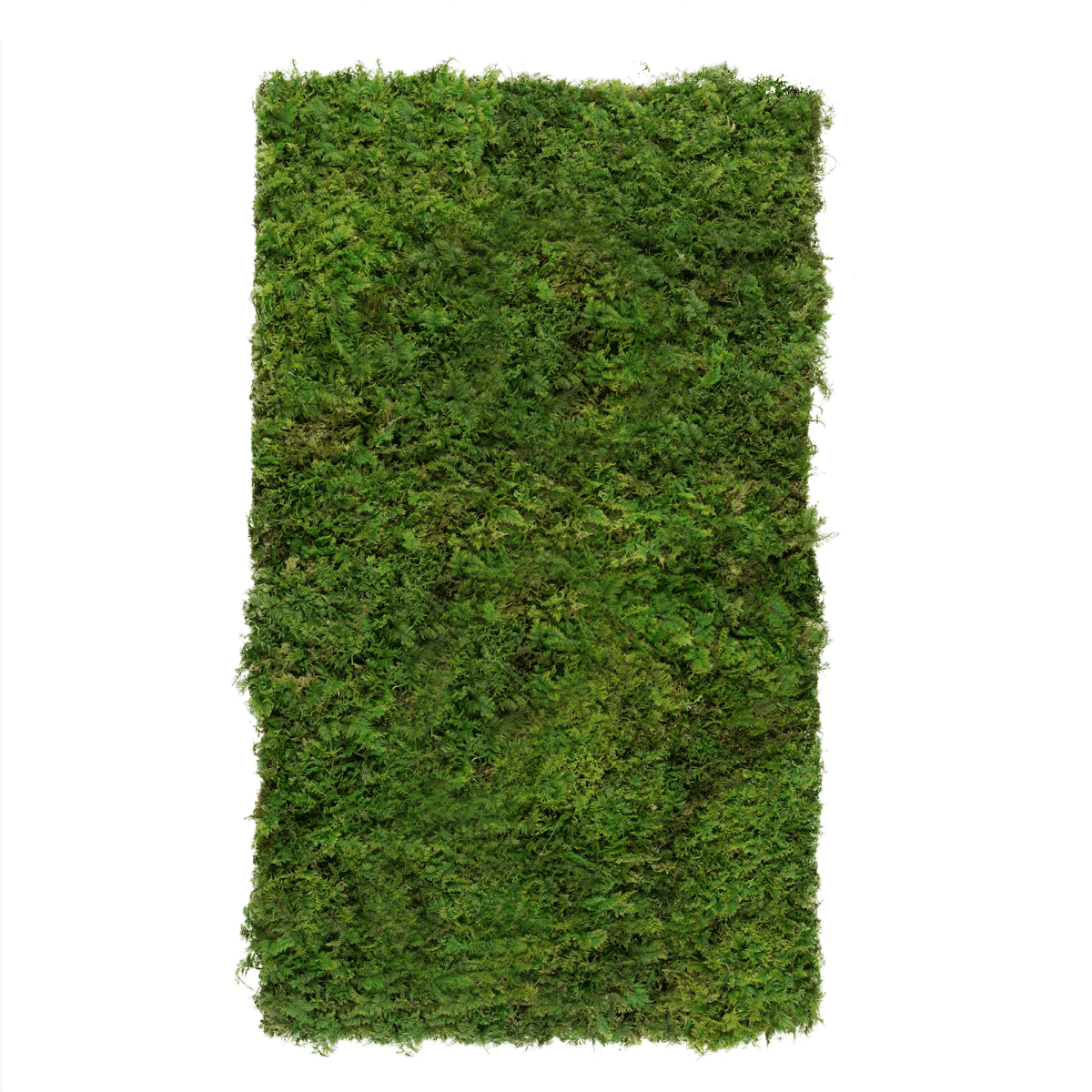 Parete Vegetale Stabilizzata Eden con Muschio di Felci