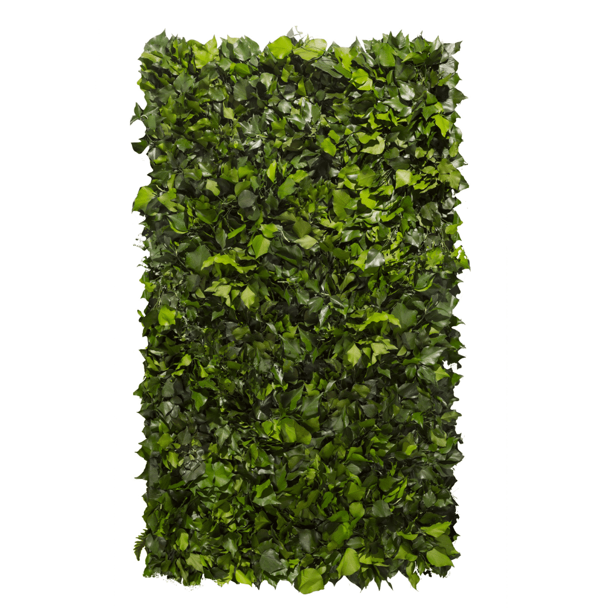 Parete vegetale stabilizzata Edera Arborea