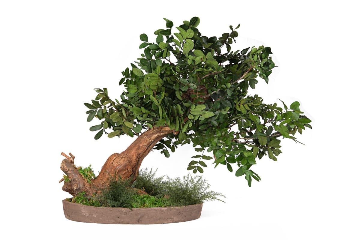 Stabilized Pistachio bonsai tree