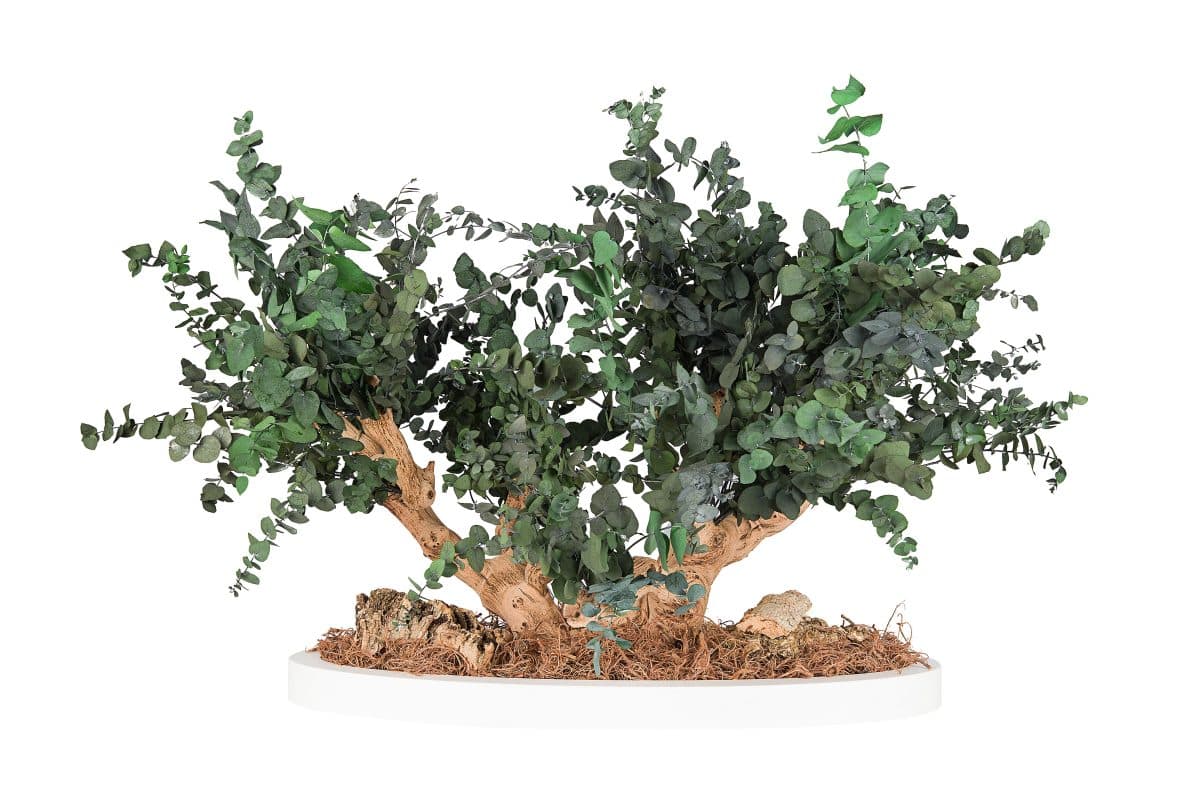 Eucalyptus Stuartiana stabilized bonsai tree
