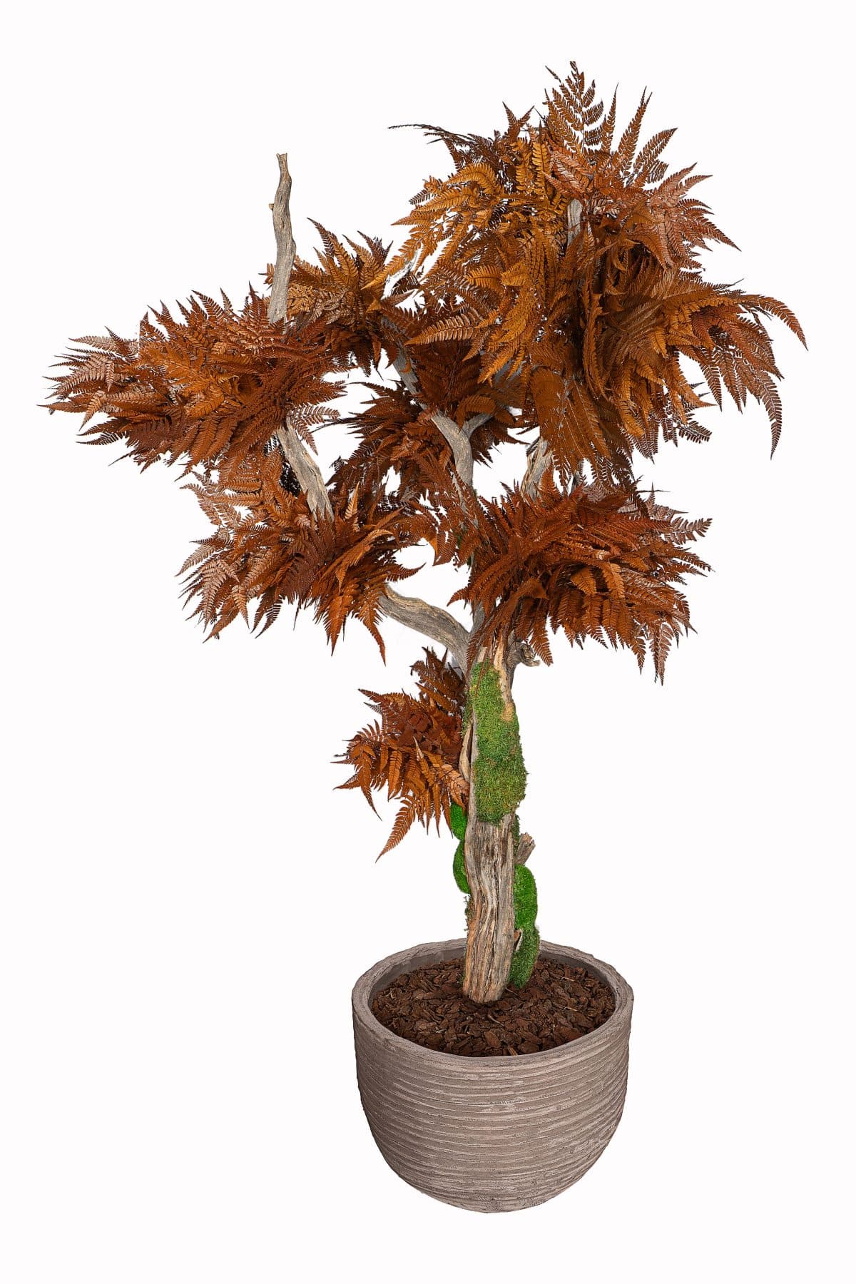 Red Leather Fern Stabilized Tree
