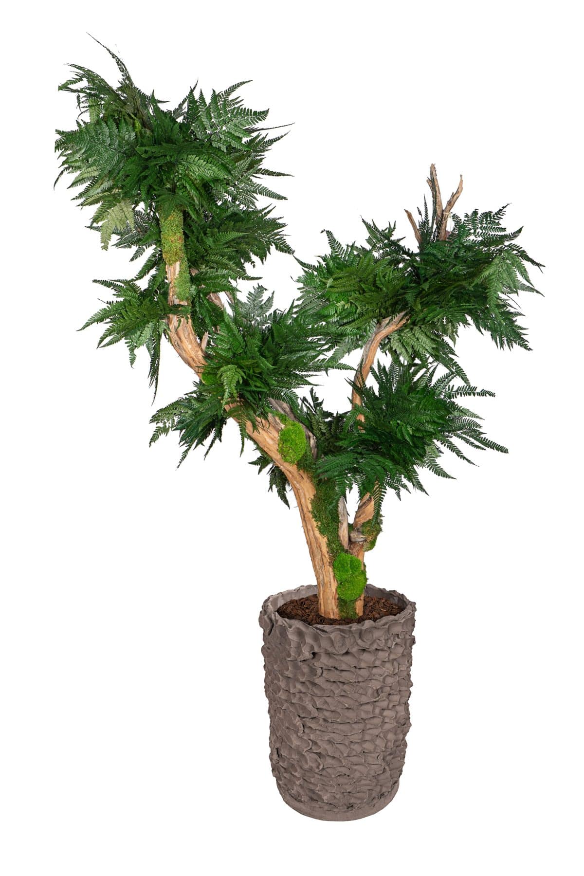 Green Leather Fern Stabilized Plant