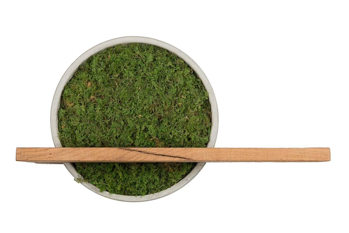 Tramonto - Quadro con Muschio di Felci